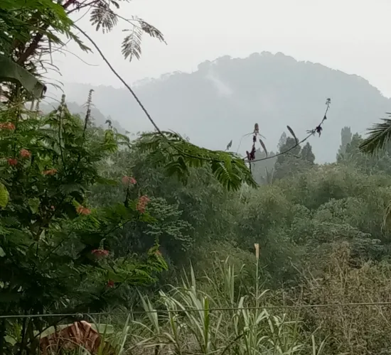 Sangat bagus dikawasan sejuk puncak